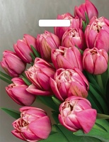 Пакет 31х40 Стелла 60 мкм